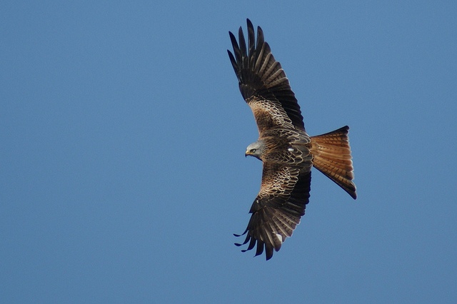Red kite (image: Joe Pell via Flickr)